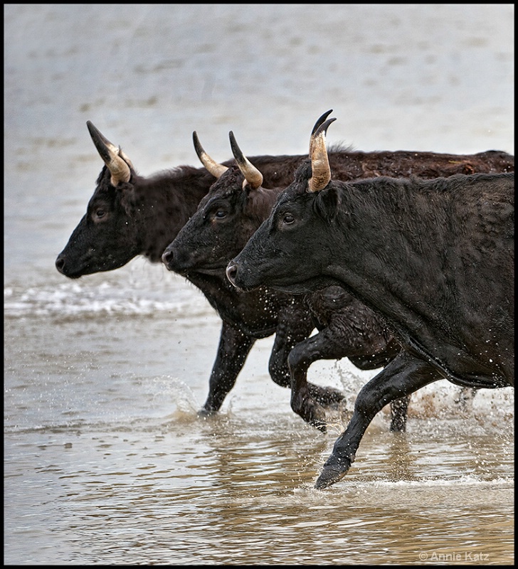 three bulls - ID: 13025866 © Annie Katz