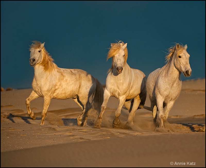 three horses on the dunes - ID: 13025867 © Annie Katz