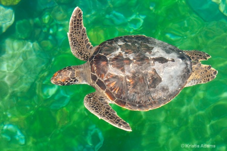 Hawksbill Sea Turtle