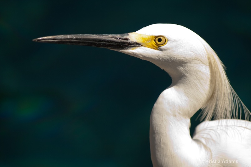 Snowy Egret II