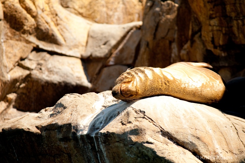 Relaxin' in the Sun