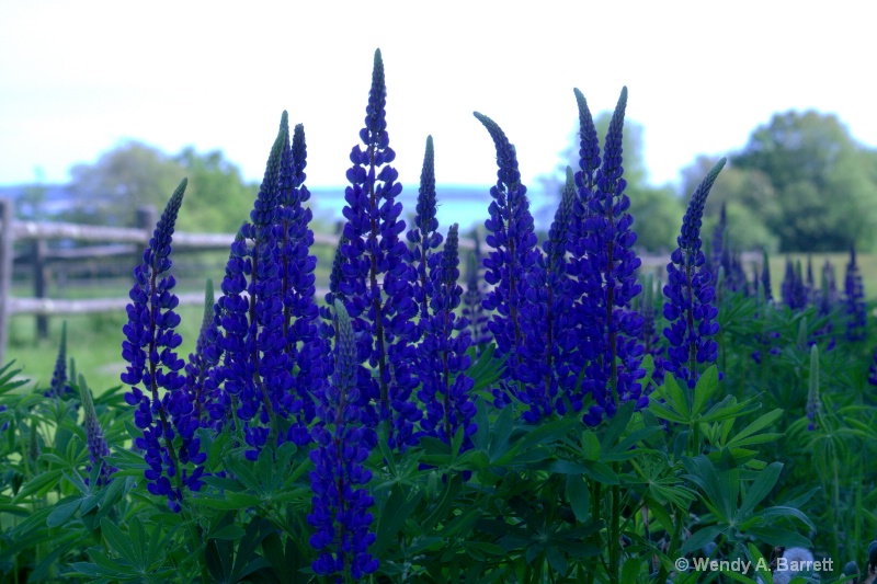 Lovely Lupines - ID: 13026908 © Wendy A. Barrett