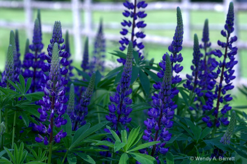 Purple lupines and a fence - ID: 13026919 © Wendy A. Barrett