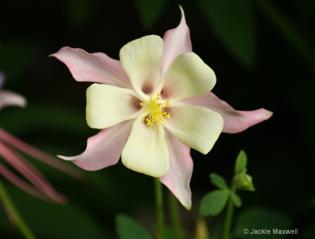 Be Mine  Columbine