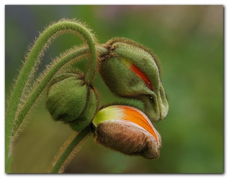 Today's Poppy