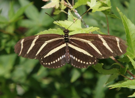 Zebra Long-Winged Butterfly - Catalog #106