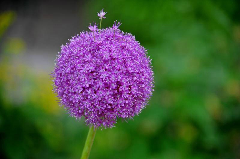 Flower Ball