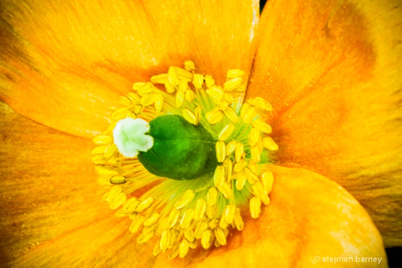 Good Light - Welsh Poppy (Meconopsis)