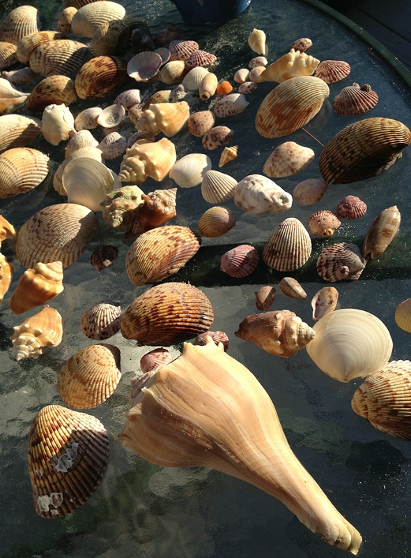 aa sea shells