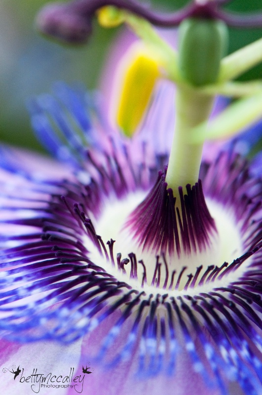 Floral Lashes!