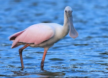 Juvenile Spoonbill