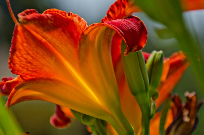 Day Lily Diva