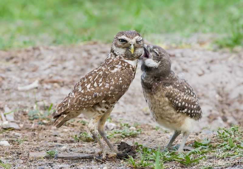 Burrowing Owls-Love Bite!