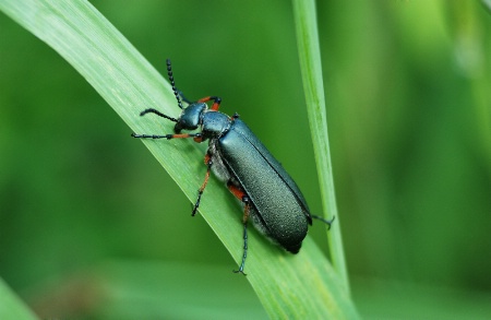 like the colors on this beetle