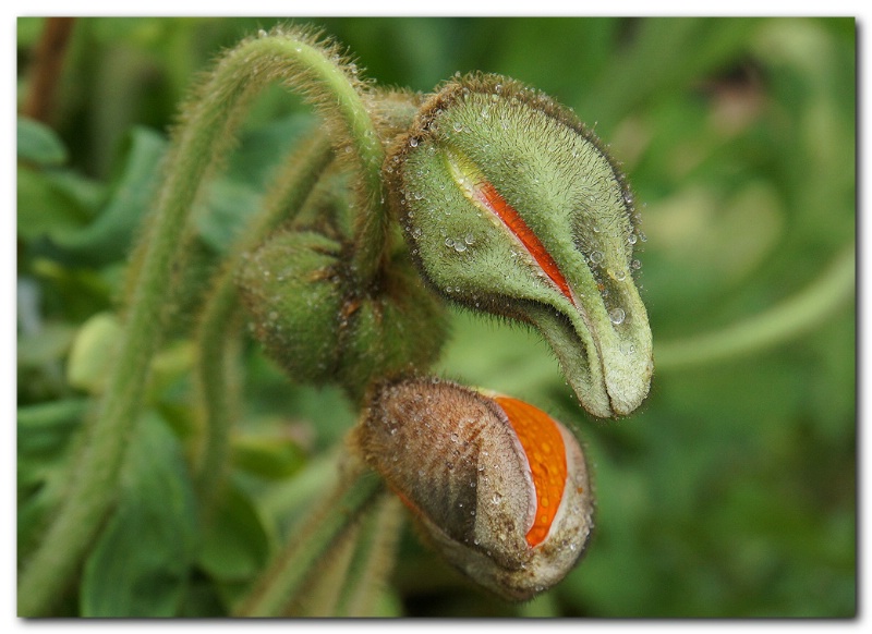 Today's Poppy