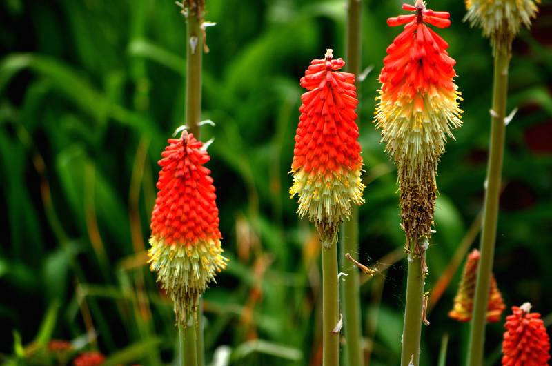 Cone Flowers