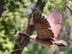 In Flight