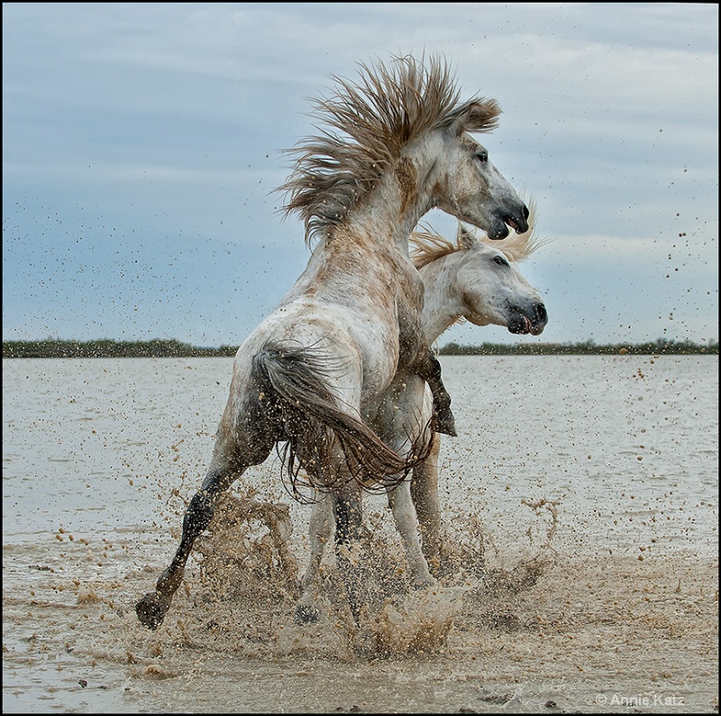 fighting stallions - ID: 13030773 © Annie Katz