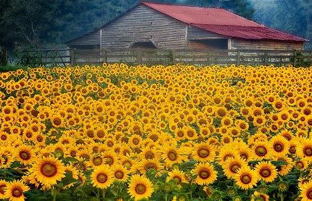 3,459 Sunflowers