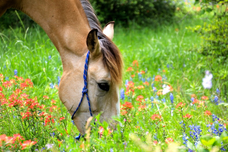 Horse & wild flowers