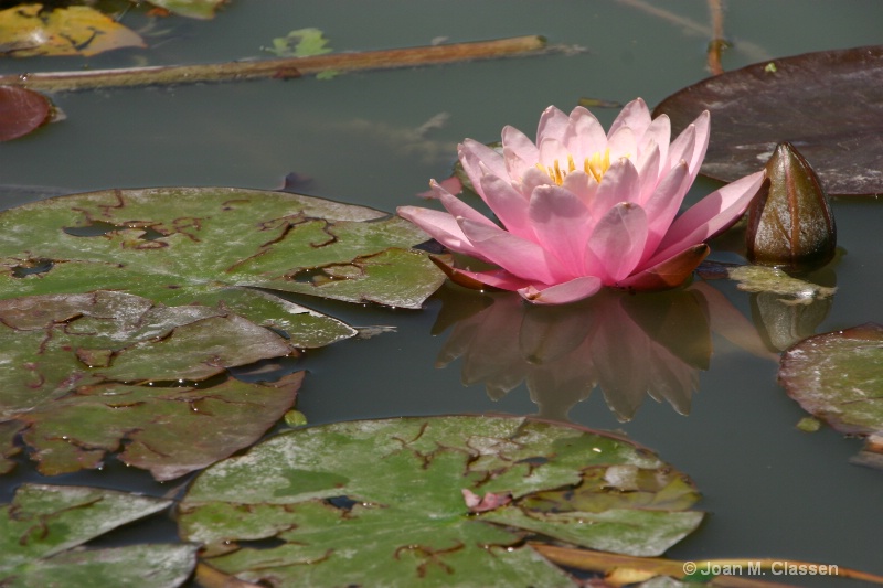 Water Lily