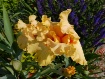 Loving flowers