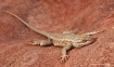 Lizard