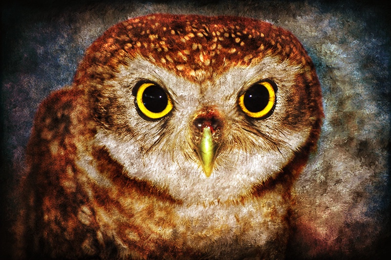 Injured Owlet Portrait