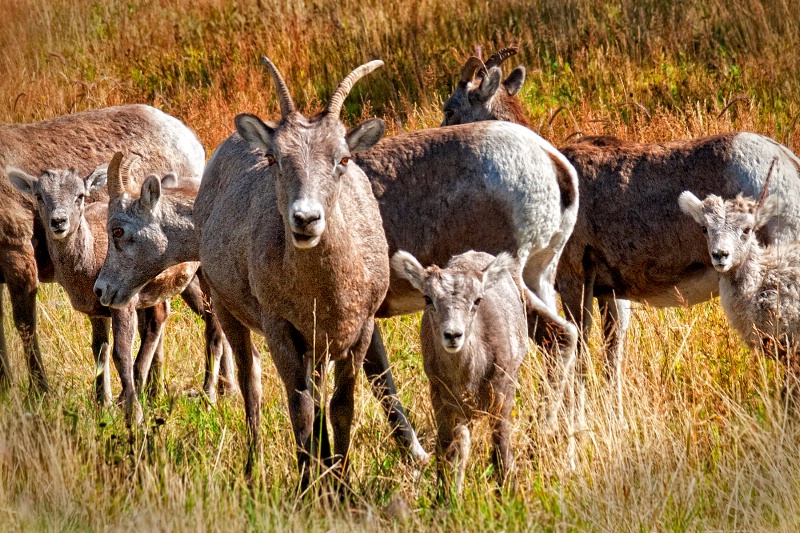 Big Horn Sheep