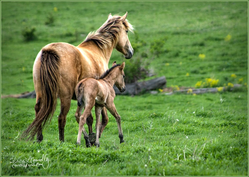 Buckskins