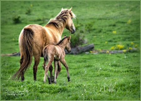 Buckskins