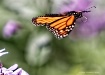 Soaring  Along