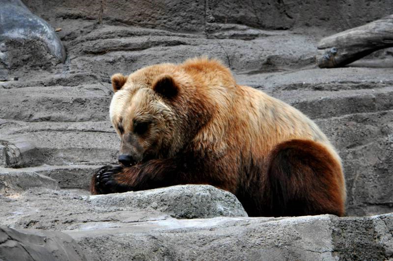 Alaskan Brown Bear