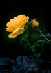 Evening Rose