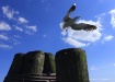 Spread Your Wings
