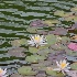 © Lynne Jett PhotoID # 13033781: