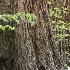 yosemite 052012 174 - ID: 13033886 © Raven Schwan-Noble