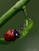 Hungry Ladybug