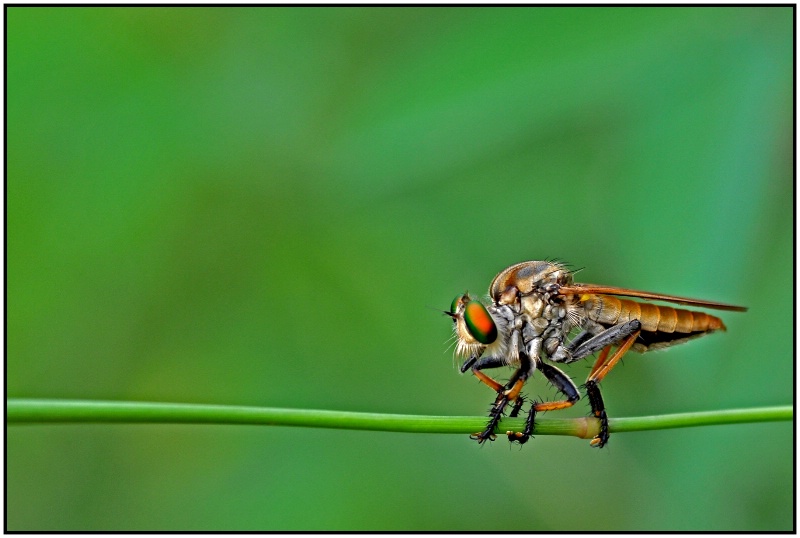 assassin fly (Asilidae)