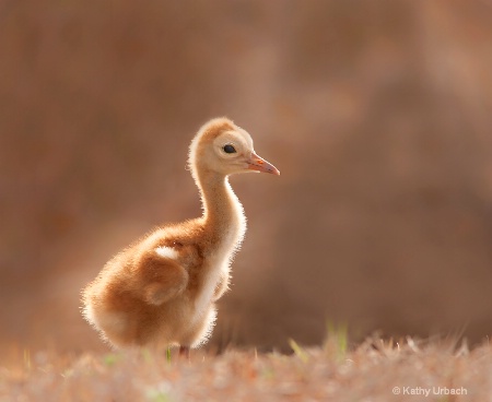 Sandhill Crane Chick in  Back Lighting