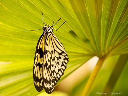 Beneath the Leaf