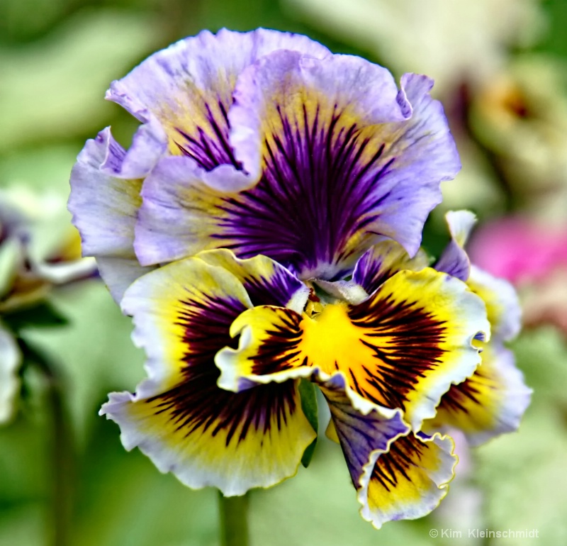 A Pretty Pansy