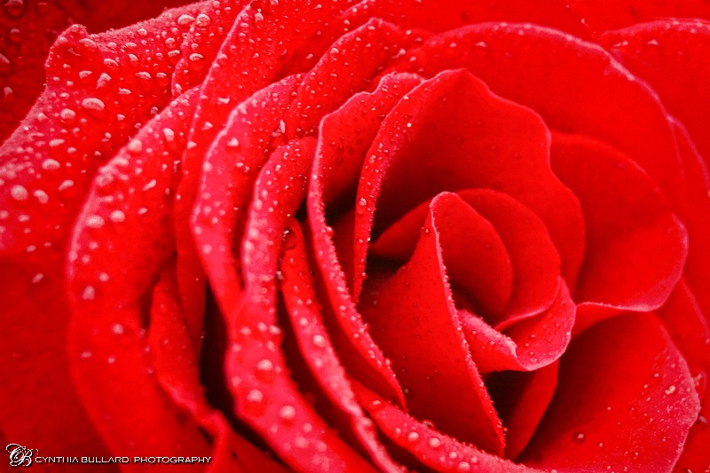 Red Rose Drops2