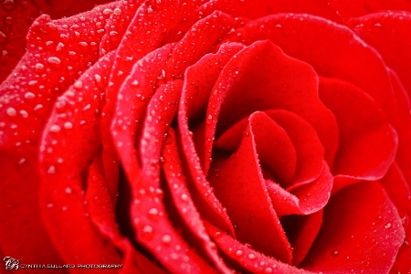Red Rose Drops2