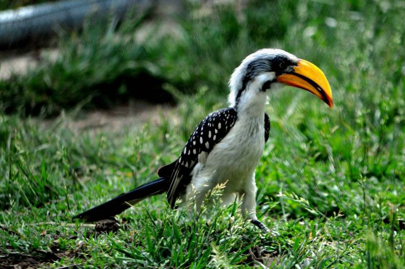 Yellow Billed Hornbill