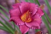 Daylily