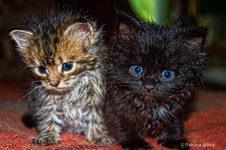 Abandoned Kitties