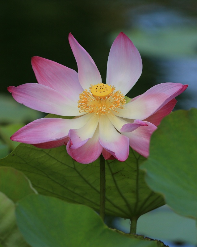 Pink Water Lotus