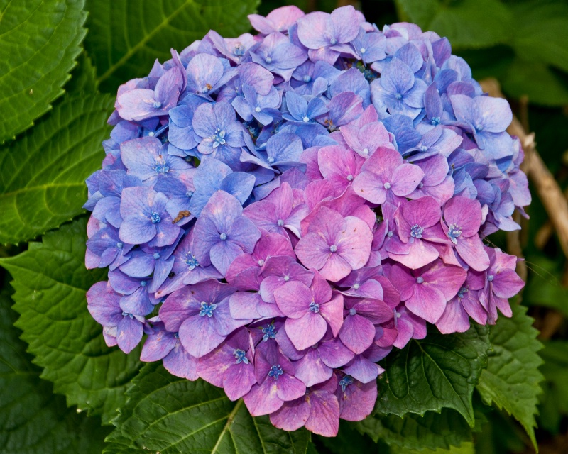 HYDRANGEA