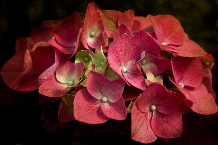 Layered Hydrangeas